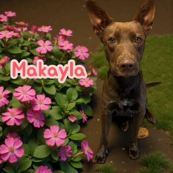 Rescue Chocolate Labrador Retriever Dogs for Adoption in Chuckey, Tennessee - Makayla - CT | PetCurious