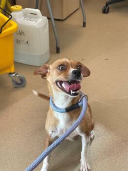 Beatrice Bacon -  Chihuahua Dog for Adoption in Walnut Creek, California - Beatrice Bacon | PetCurious