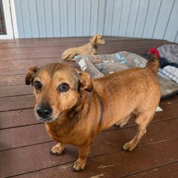 Corgi Dogs Available for Adoption in Douglas, Georgia - Abby | PetCurious