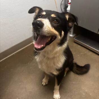 Striker -  Cattle Dog Dog for Adoption in Tulsa, Oklahoma - Striker | PetCurious