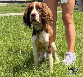 Whiskey -  English Springer Spaniel Dog for Adoption in Washington, District Of Columbia - Whiskey | PetCurious
