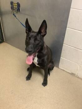 Rescue Shepherd and Mixed Breed Dogs for Adoption in Fort Worth, Texas - 59345824 | PetCurious