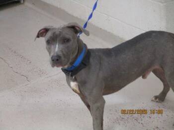 Pit Bull Terrier Dogs Available for Adoption - (313) | PetCurious