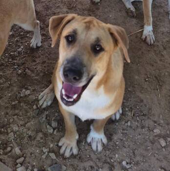 Bubba -  Catahoula Leopard Dog and Mixed Breed Dog for Adoption in Livingston, Texas - Bubba | PetCurious