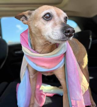 Rescue Chihuahua Dogs for Adoption in North Berwick, Maine - Tulip (Special Needs) | PetCurious