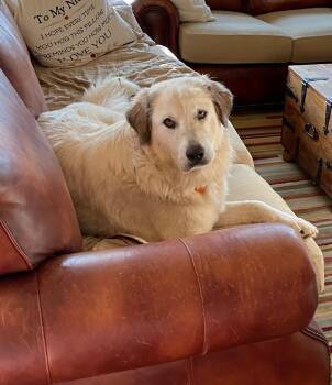 Daisy -  Great Pyrenees Dog for Adoption in Garland, Texas - Daisy | PetCurious