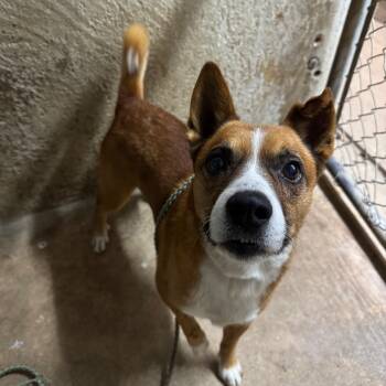 Rescue Fox Terrier and Cardigan Welsh Corgi Dogs for Adoption in Austin, Texas - Santoria | PetCurious