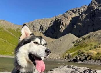 RAIDER -  Alaskan Malamute and Mixed Breed Dog for Adoption in Anchorage, Alaska - RAIDER | PetCurious