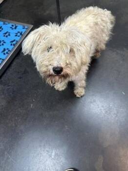 Hermana -  Mixed Breed Dog for Adoption in Memphis, Tennessee - Hermana | PetCurious