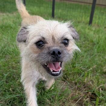 Rescue Brussels Griffon and Mixed Breed Dogs for Adoption in Houston, Texas - Carol Lina | PetCurious