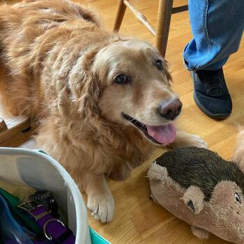 Lucy #5940 -  Golden Retriever Dog for Adoption in Louisville, Kentucky - Lucy #5940 | PetCurious