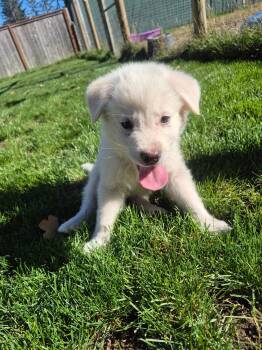 Enzo -  Shepherd and Border Collie Dog for Adoption in Olympia, Washington - Enzo | PetCurious