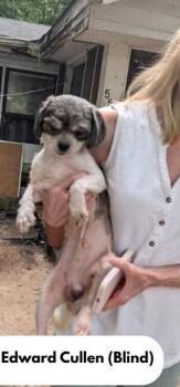 Edward Cullen -  Shih Tzu Dog for Adoption in Milton, Georgia - Edward Cullen | PetCurious