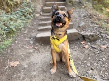 Super Nova Bear -  German Shepherd Dog and Mixed Breed Dog for Adoption in Portland, Oregon - Super Nova Bear | PetCurious