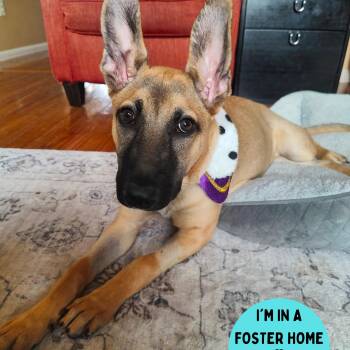 Rescue Belgian Shepherd Malinois Dogs for Adoption in Philadelphia, Pennsylvania - Katniss | PetCurious