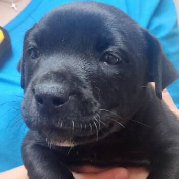 Filet Mignon-2465 -  Black Labrador Retriever and Mixed Breed Dog for Adoption in Tyler, Texas - Filet Mignon-2465 | PetCurious