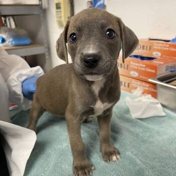 Mixed Breed Dogs Available for Adoption in Sarasota, Florida - Precious Angel Baby | PetCurious