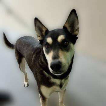Husky Dogs Available for Adoption - Delilah | PetCurious