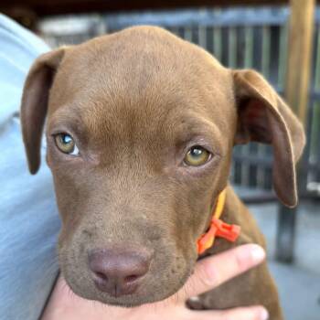 Maxi -  Mixed Breed Dog for Adoption in Wilsall, Montana - Maxi | PetCurious