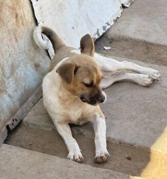 Rescue Chihuahua Dogs for Adoption in San Diego, California - Tiny | PetCurious