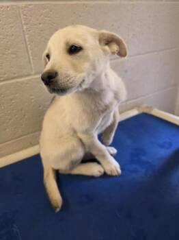 Shepherd and Mixed Breed Dogs Available for Adoption - Dee Dee | PetCurious
