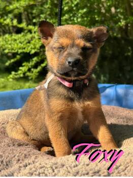 Shepherd and Carolina Dog Dogs Available for Adoption in Ragland, Alabama - Foxy | PetCurious