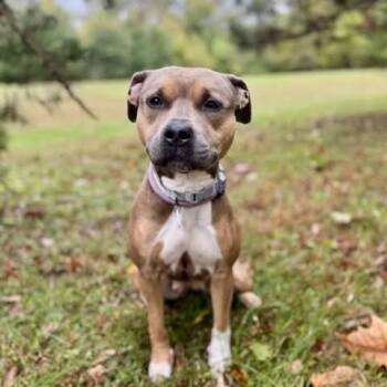 Rescue Pit Bull Terrier Dogs for Adoption in York, Pennsylvania - Brandy | PetCurious
