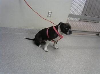 Staffordshire Bull Terrier and Mixed Breed Dogs Available for Adoption - NALA | PetCurious