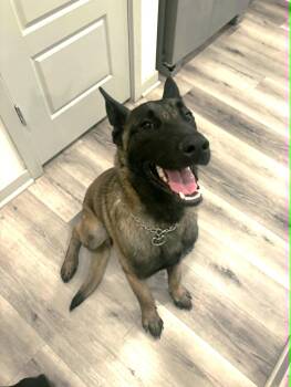 Belgian Shepherd Malinois Dogs Available for Adoption in Phoenix, Arizona - Axel (Courtesy Post) | PetCurious