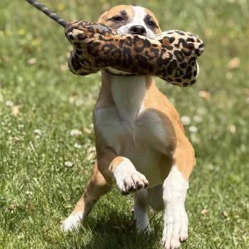 GRIFFIN -  Hound and Terrier Dog for Adoption in Locust Fork, Alabama - GRIFFIN | PetCurious