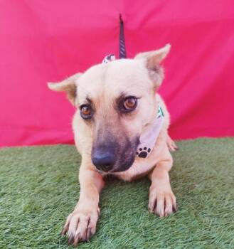 CHELSEA -  Chihuahua Dog for Adoption in Rowland Heights, California - CHELSEA | PetCurious