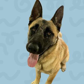 Johnny Bravo -  Belgian Shepherd Malinois and Mixed Breed Dog for Adoption in Reno, Nevada - Johnny Bravo | PetCurious