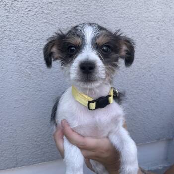 Richie -  Chihuahua and Terrier Dog for Adoption in Las Vegas, Nevada - Richie | PetCurious