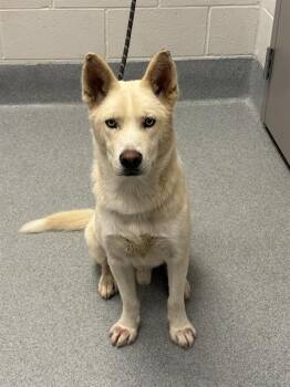 SUNFIRE -  Siberian Husky Dog for Adoption in Indianapolis, Indiana - SUNFIRE | PetCurious
