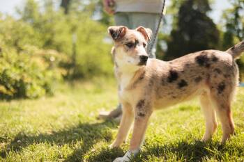 Australian Shepherd Dogs Available for Adoption in Gradyville, Kentucky - Hachi-Transport | PetCurious