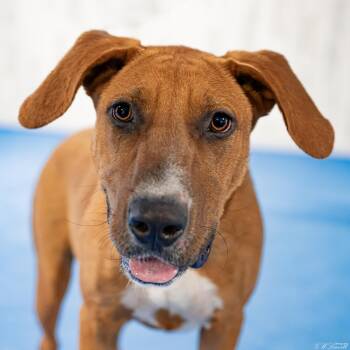 Red Dog -  Mixed Breed Dog for Adoption in Bonifay, Florida - Red Dog | PetCurious