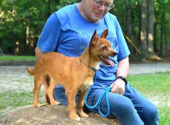 Jake -  Terrier Dog for Adoption in Willingboro, New Jersey - Jake | PetCurious