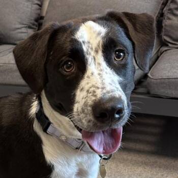 Leoni -  Mixed Breed Dog for Adoption in Lansing, Michigan - Leoni | PetCurious