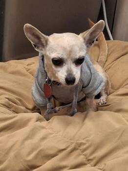 Rescue Chihuahua Dogs for Adoption in Hamilton, Montana - Libby | PetCurious