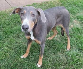 Doberman Pinscher Dogs Available for Adoption in Oklahoma City, Oklahoma - JELLYBEAN | PetCurious