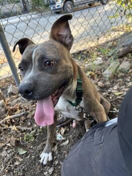 DOC -  American Staffordshire Terrier Dog for Adoption in San Antonio, Texas - DOC | PetCurious