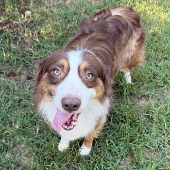 Rescue Australian Shepherd Dogs for Adoption in Oklahoma City, Oklahoma - Conrad | PetCurious