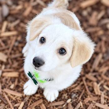 Manny -  Chihuahua Dog for Adoption in Boerne, Texas - Manny | PetCurious