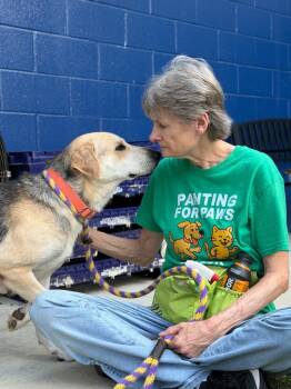 Henrietta -  Shepherd and Labrador Retriever Dog for Adoption in Hartsville, South Carolina - Henrietta | PetCurious