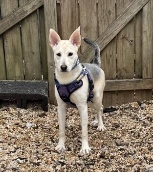 Venus -  Shepherd Dog for Adoption in Ellicott City, Maryland - Venus | PetCurious