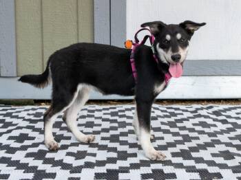 Island Litter - Antigua -  Labrador Retriever and Husky Dog for Adoption in Savage, Minnesota - Island Litter - Antigua | PetCurious