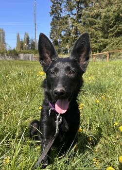 Rescue Belgian Shepherd Malinois Dogs for Adoption in Port Angeles, Washington - Ursula | PetCurious