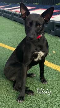 Misty -  Miniature Pinscher and Chihuahua Dog for Adoption in Fredericksburg, Virginia - Misty | PetCurious