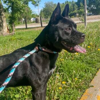 Margo -  Chow Chow Dog for Adoption in Des Moines, Iowa - Margo | PetCurious