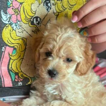 Wookie -  Miniature Poodle Dog for Adoption in Yucaipa, California - Wookie | PetCurious